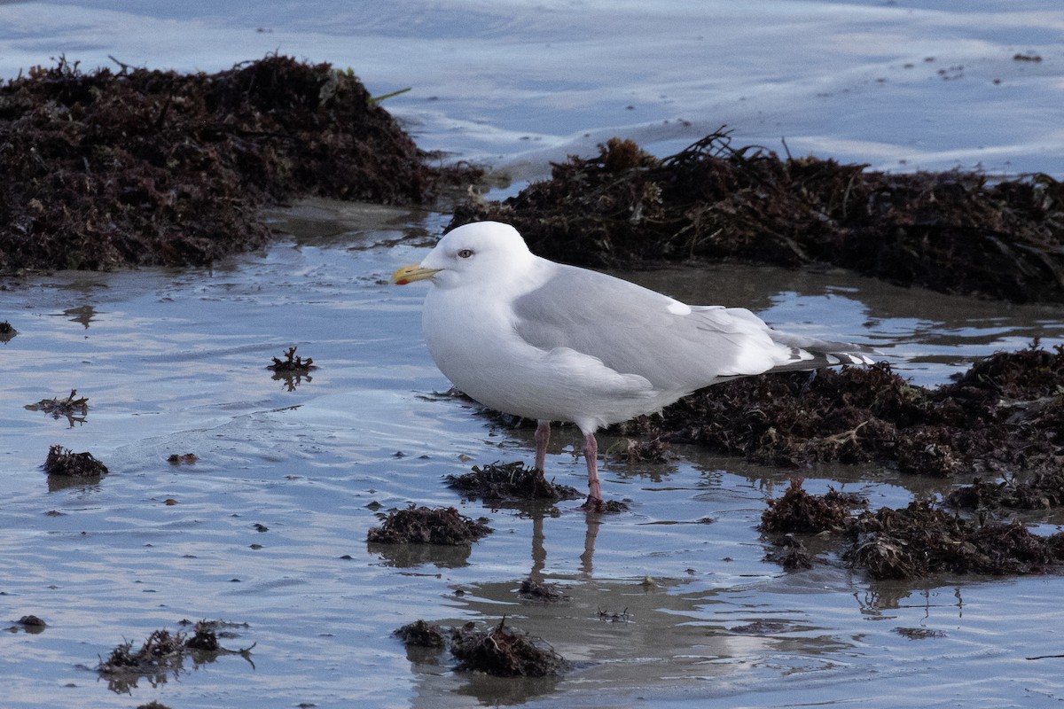 Iceland Gull (kumlieni) - ML630857929