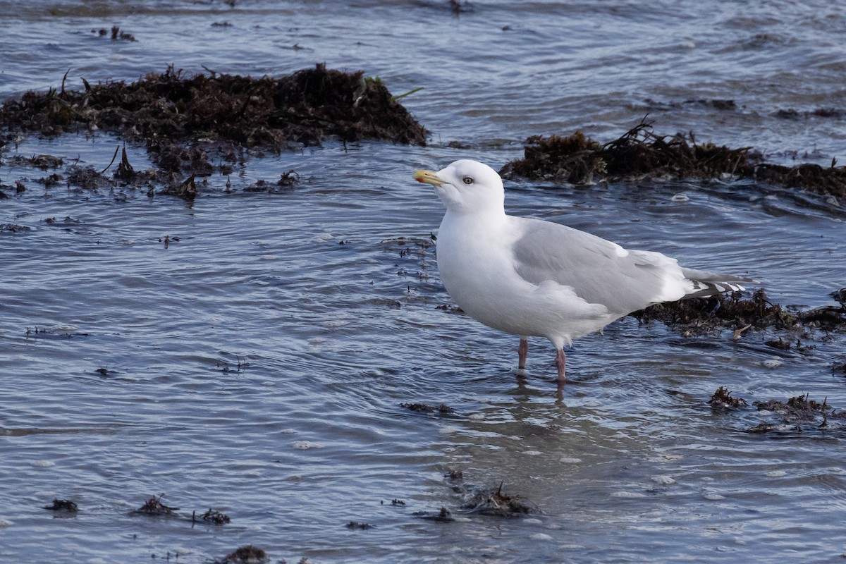Iceland Gull (kumlieni) - ML630857930