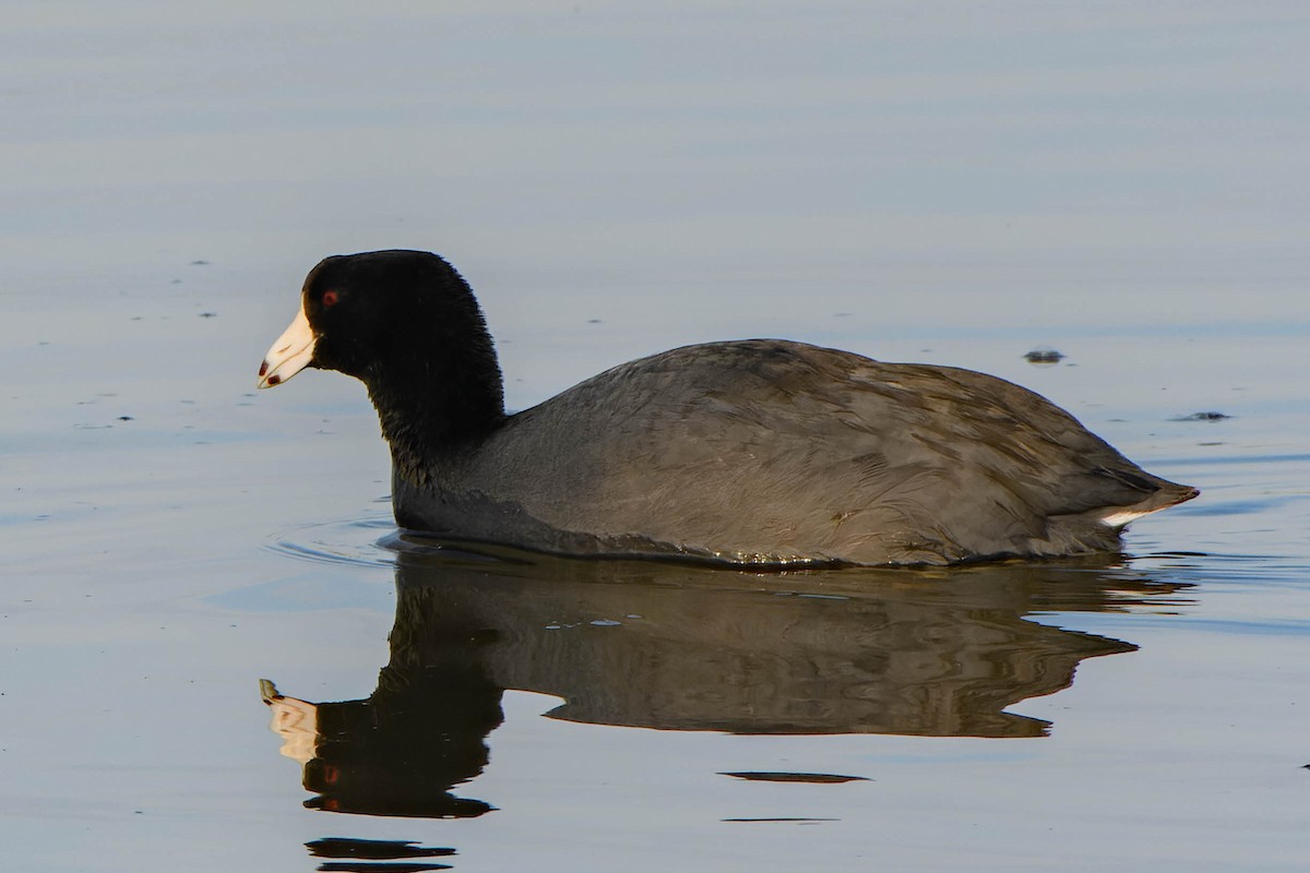 American Coot - ML630858013