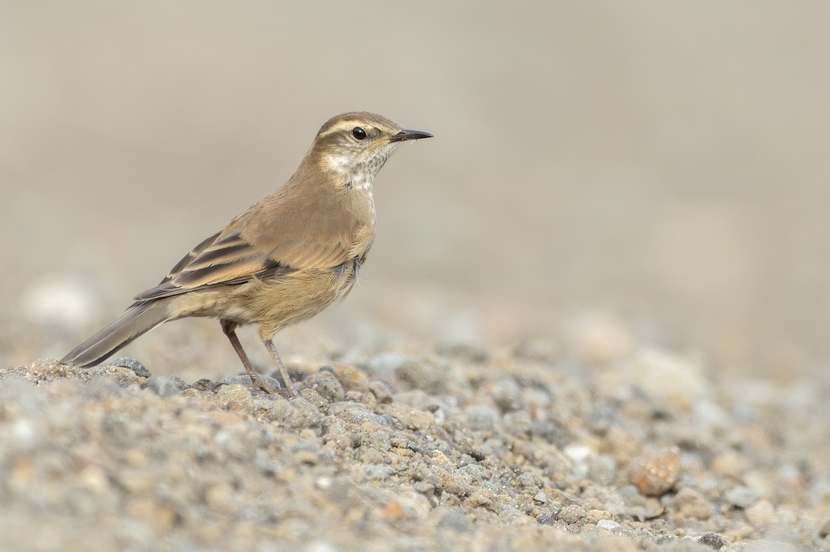 Buff-winged Cinclodes - ML630858055