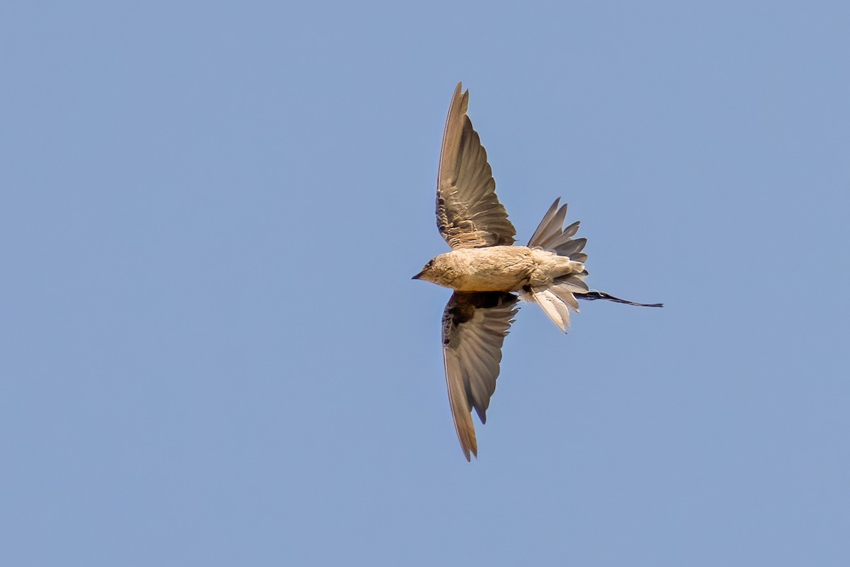 Peruvian Martin - ML630858254