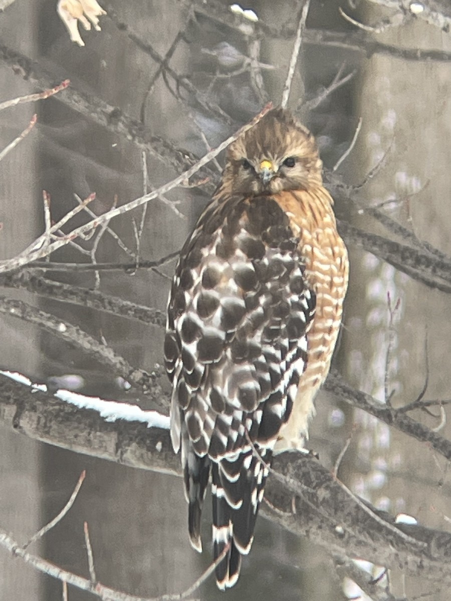Red-shouldered Hawk - ML630858393