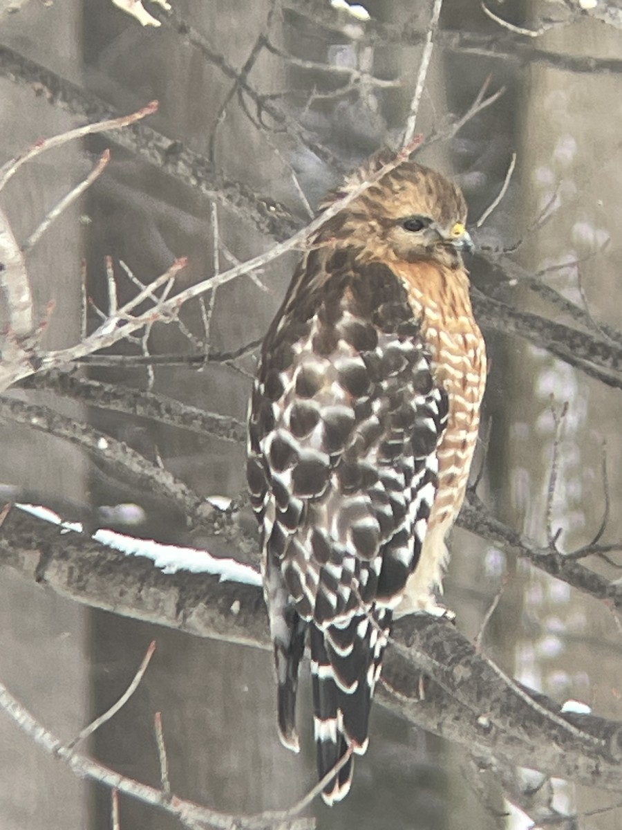 Red-shouldered Hawk - ML630858394