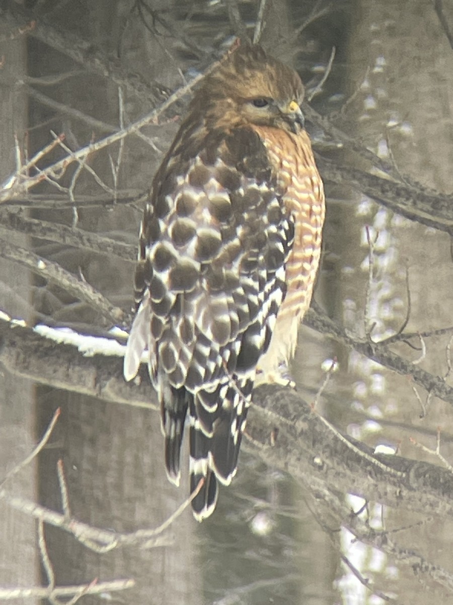 Red-shouldered Hawk - ML630858395