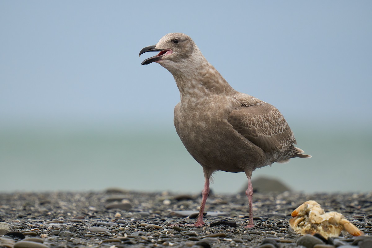 Glaucous-winged Gull - ML630858429