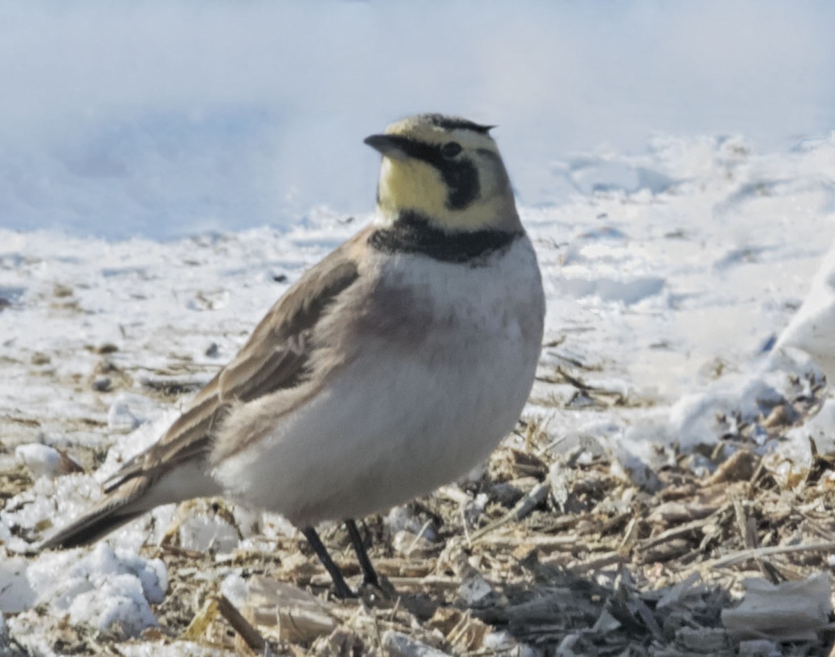 skřivan ouškatý - ML630858471