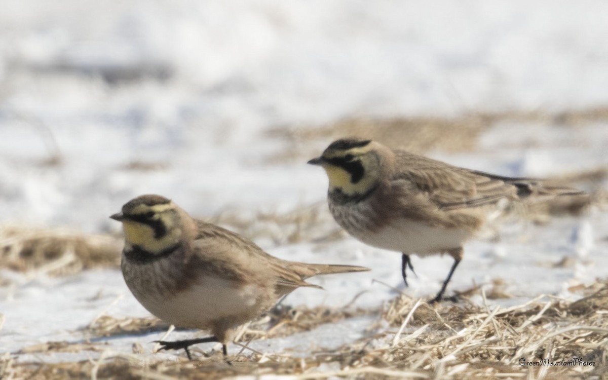 skřivan ouškatý - ML630858513