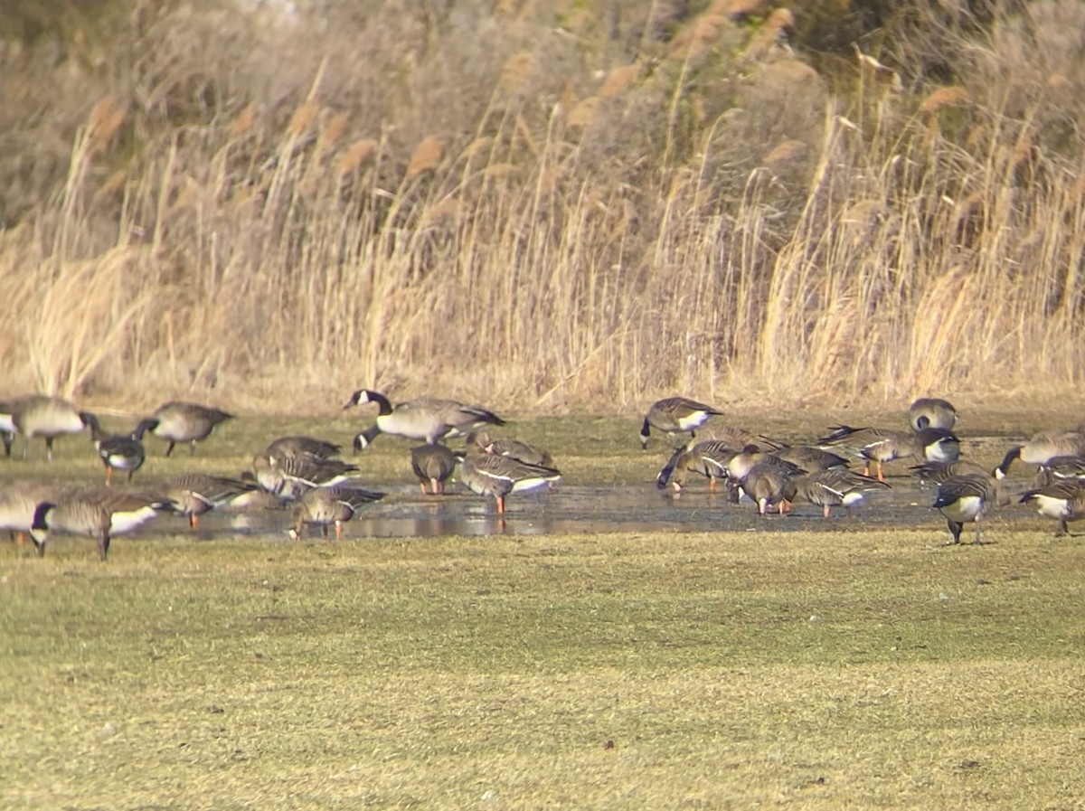 Greater White-fronted Goose - ML630858593
