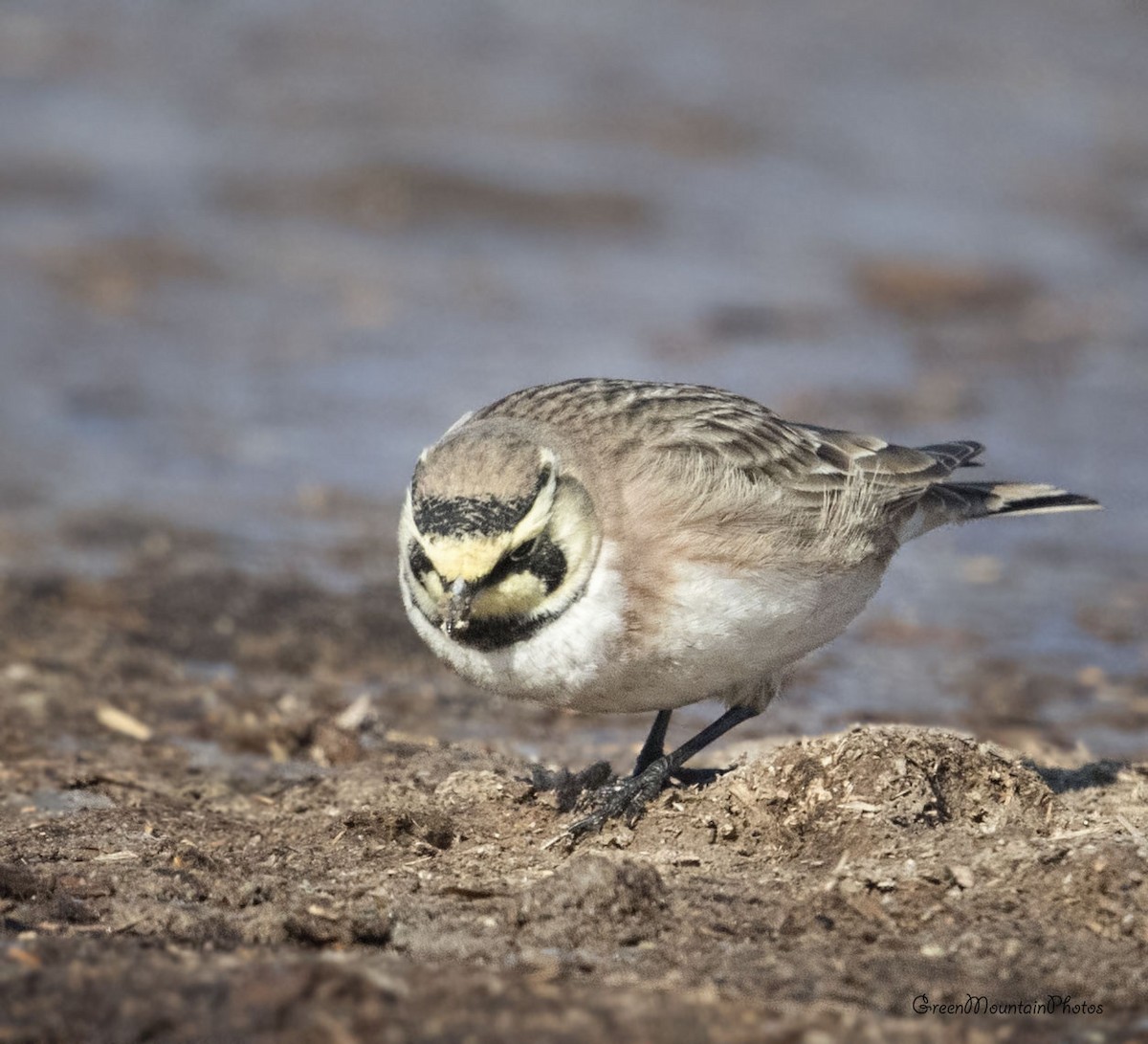 skřivan ouškatý - ML630858651