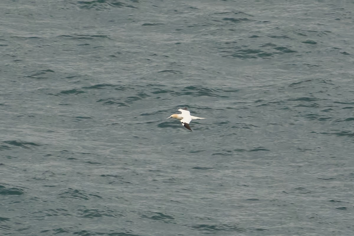 Zanga arrunta - ML630858817