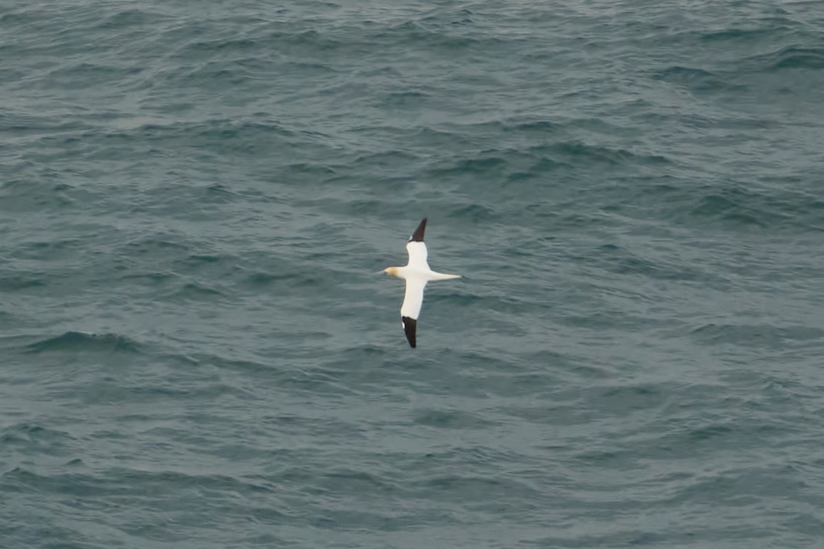 Zanga arrunta - ML630858818