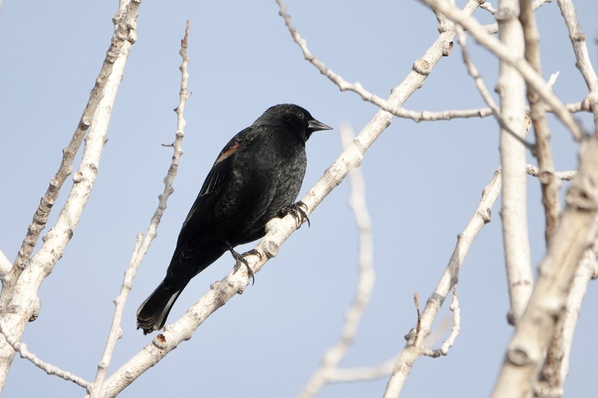 Red-winged Blackbird - ML630858827