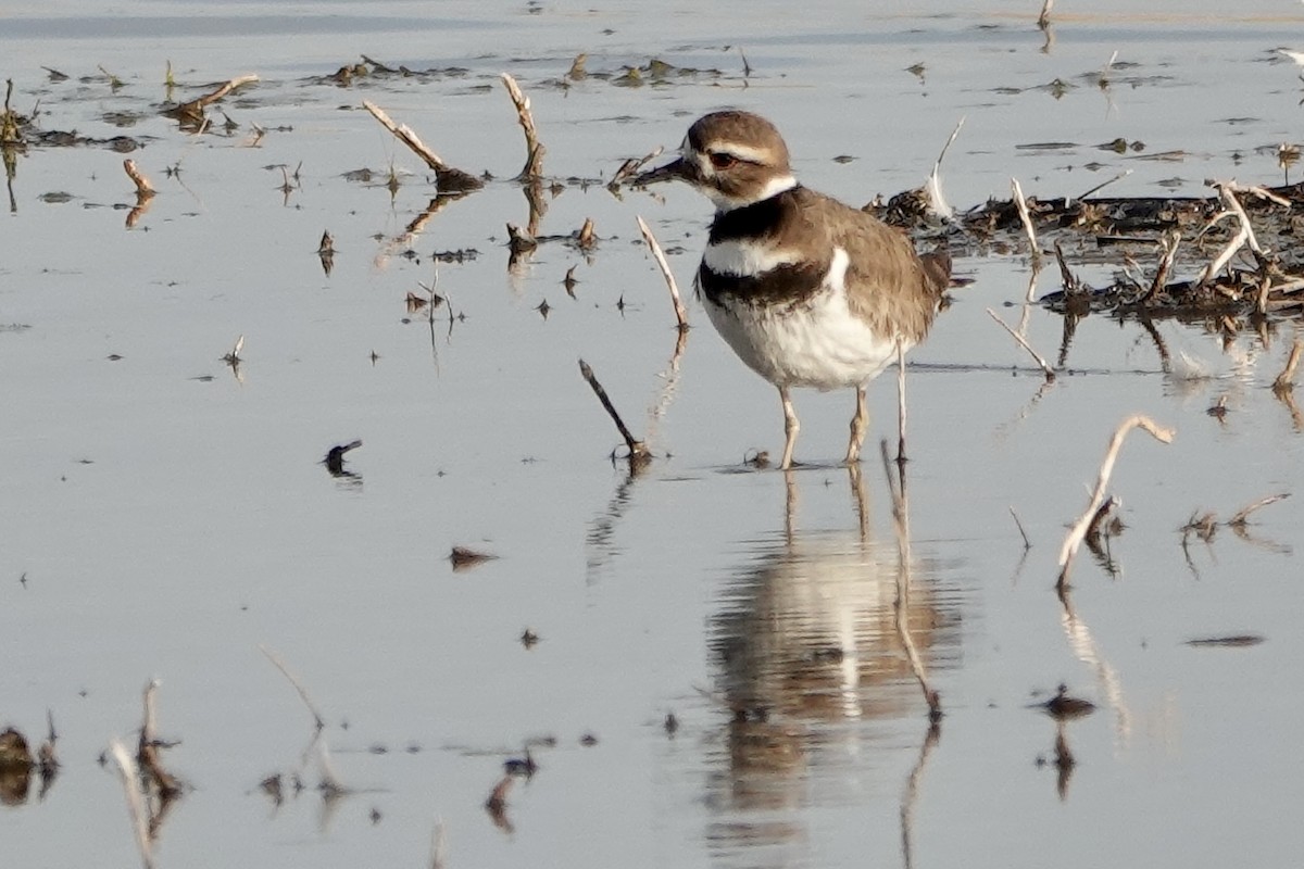 Killdeer - ML630858845