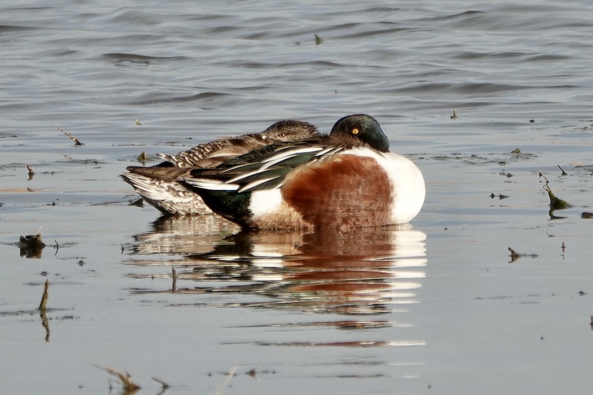 Northern Shoveler - ML630858851