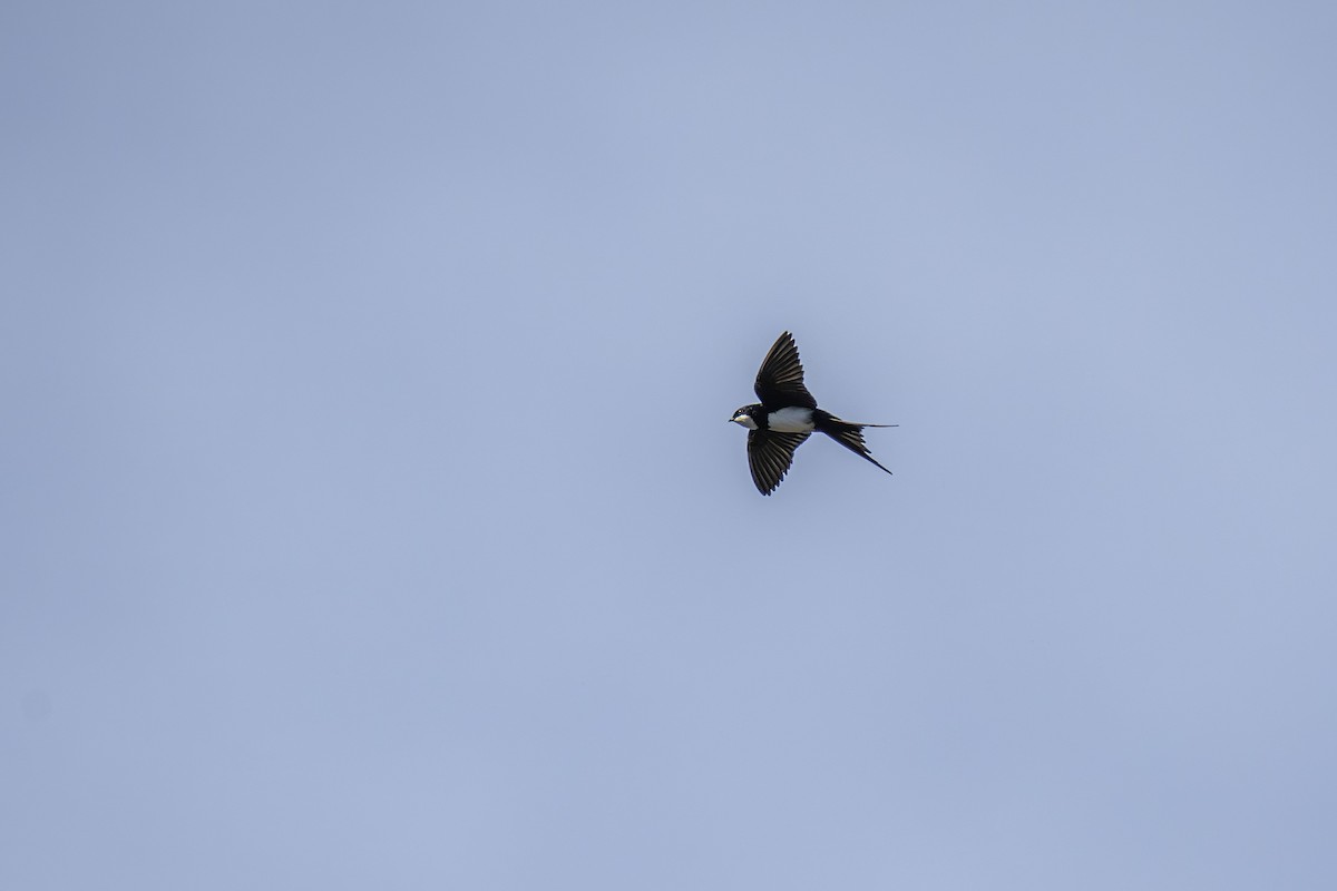 Black-collared Swallow - ML630858852