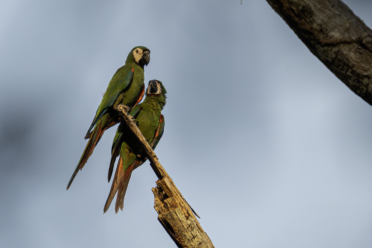 Chestnut-fronted Macaw - ML630858859