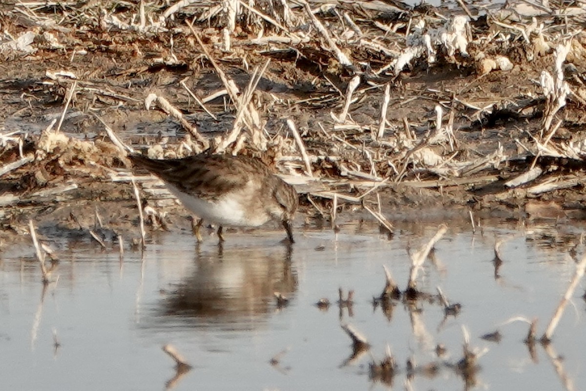 Least Sandpiper - ML630858864