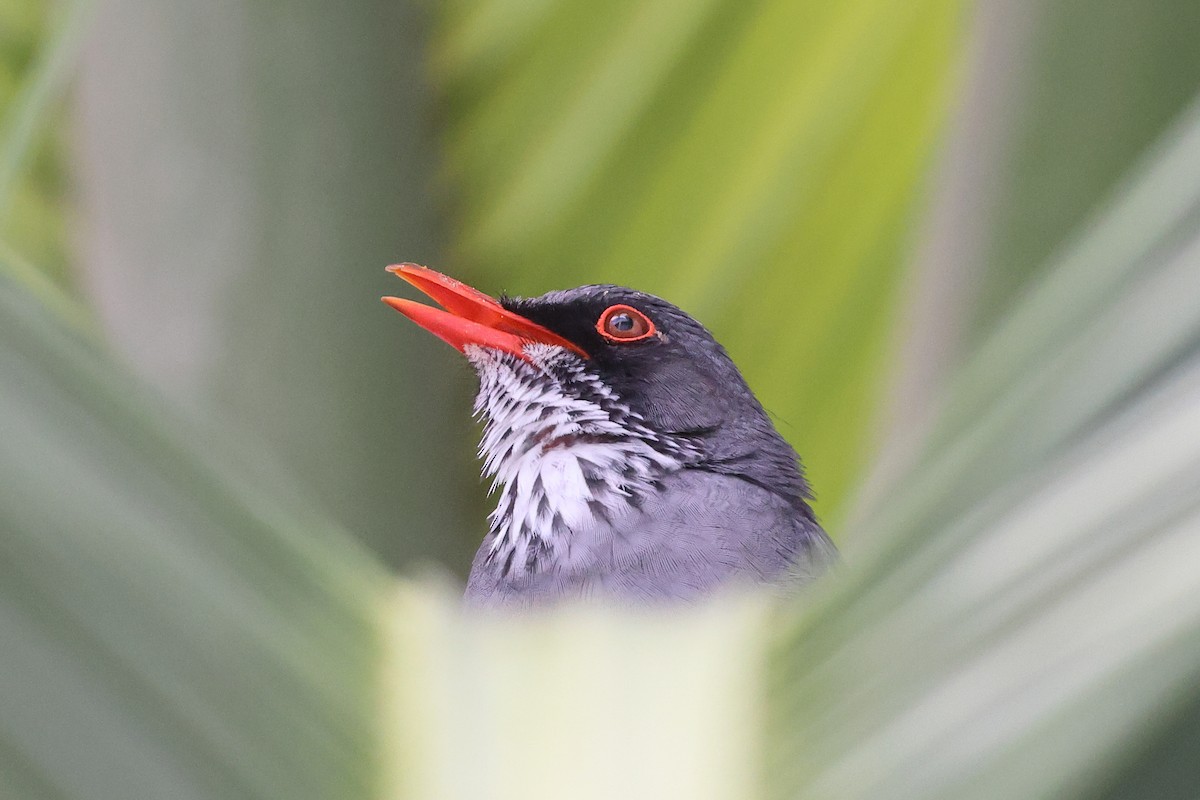 Eastern Red-legged Thrush - ML630858884