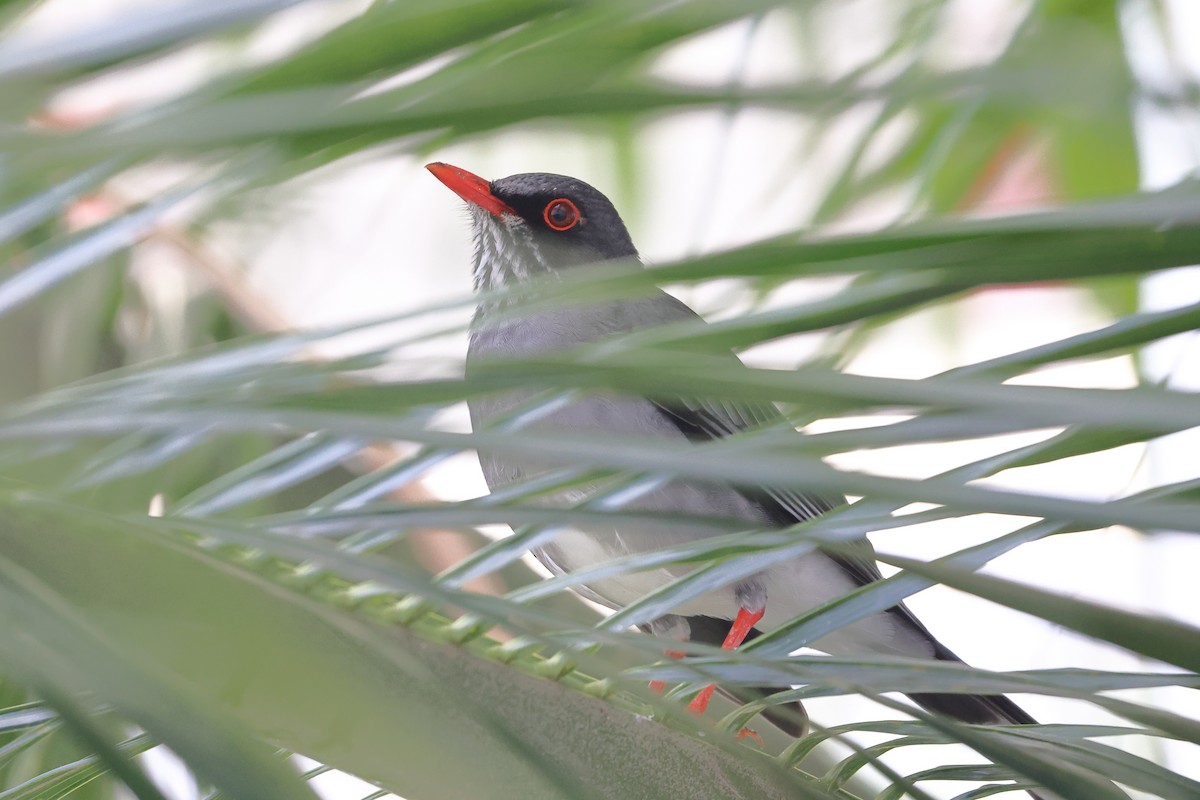 Eastern Red-legged Thrush - ML630858885