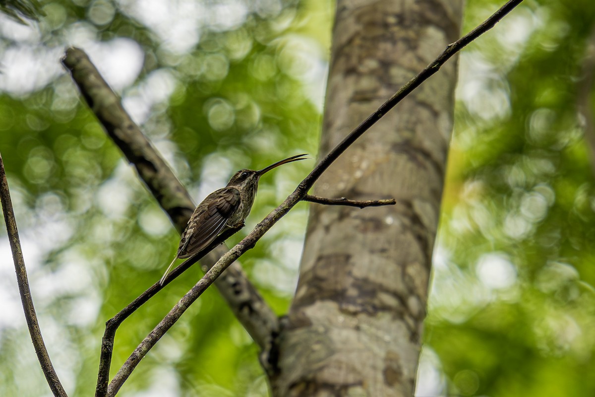 White-bearded Hermit - ML630858889