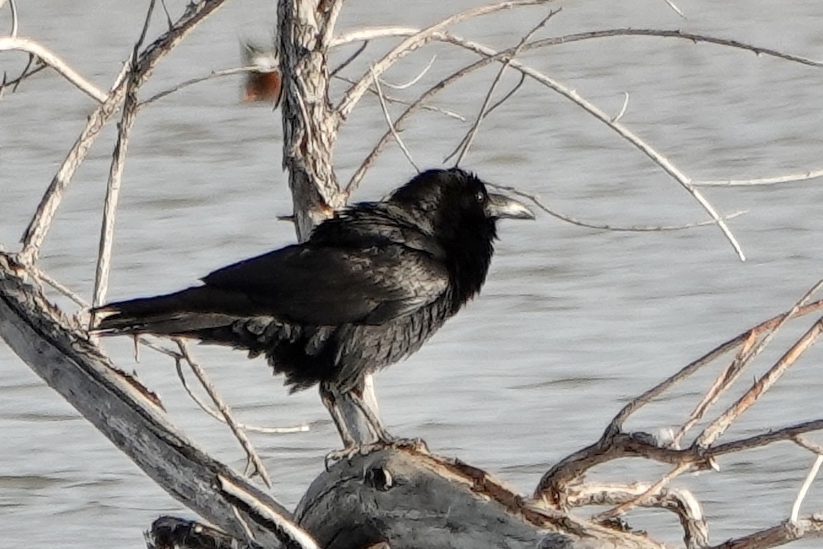 Common Raven - ML630858900