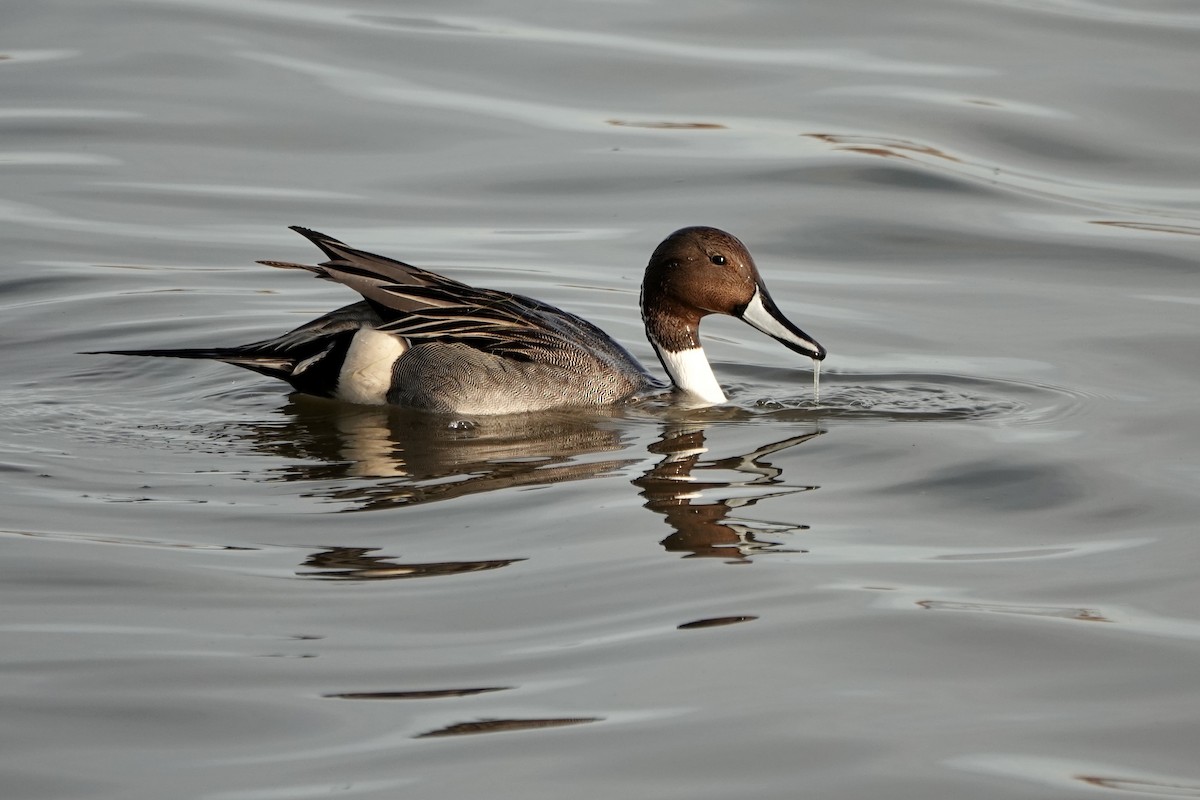 Northern Pintail - ML630858969