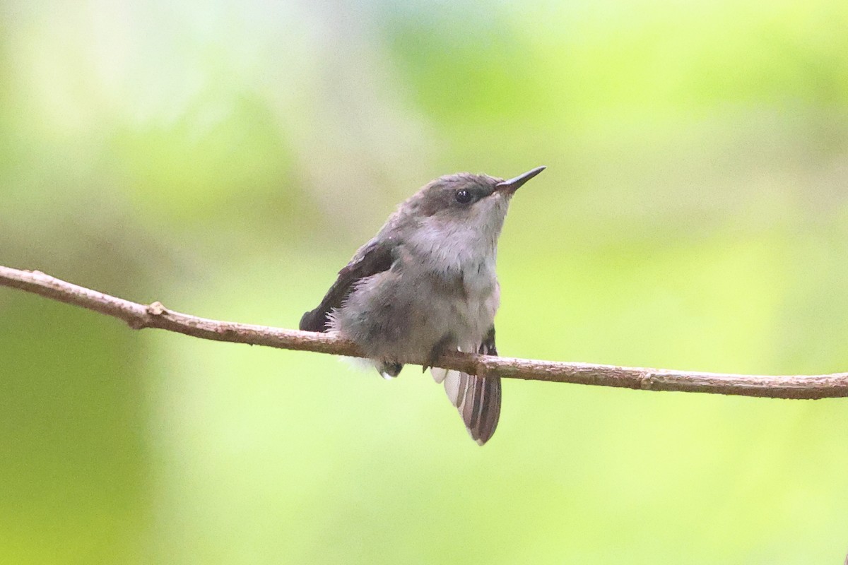 Vervain Hummingbird - ML630859002
