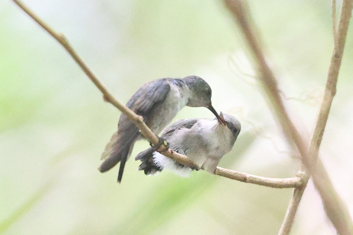 Vervain Hummingbird - ML630859003