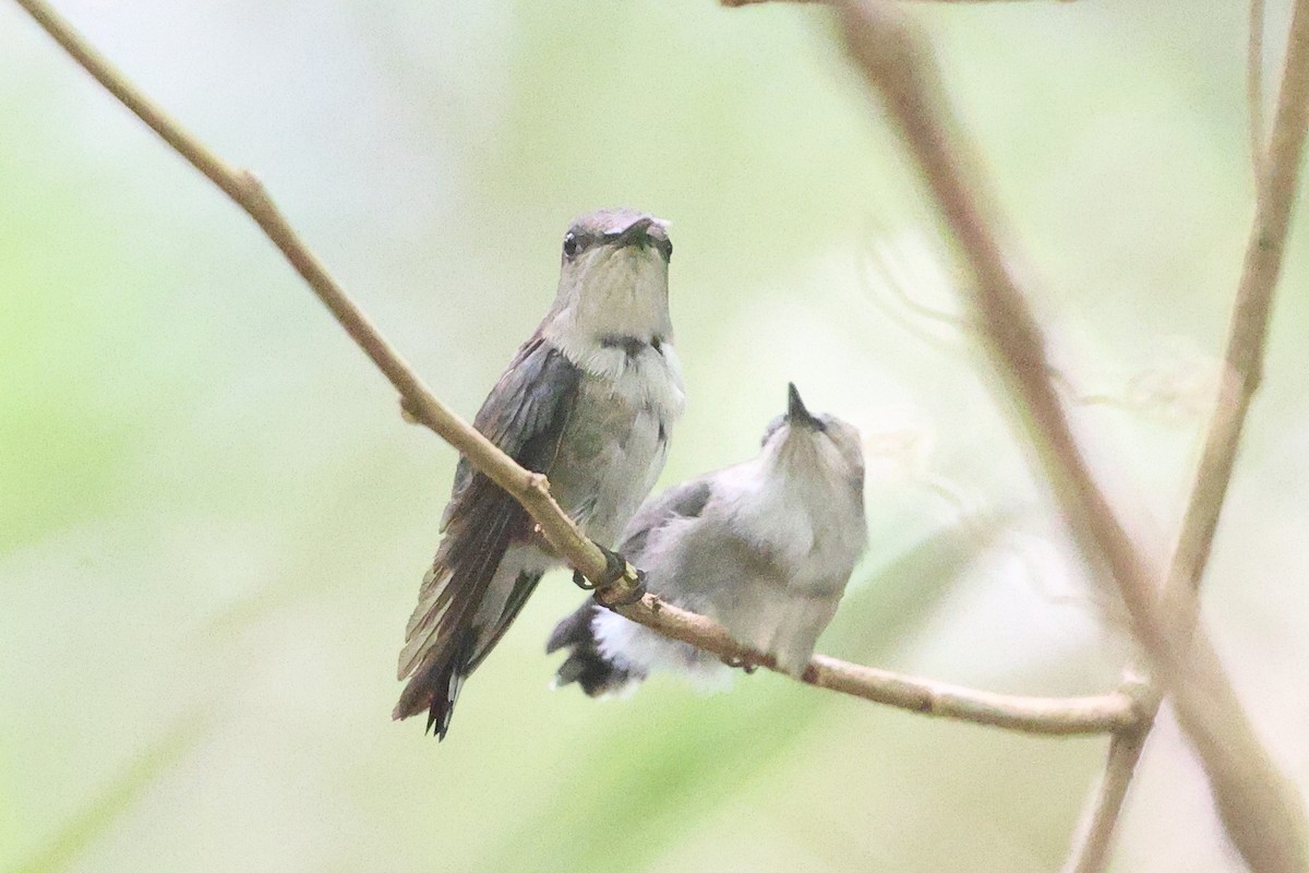 Vervain Hummingbird - ML630859004