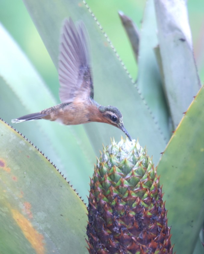 Hook-billed Hermit - ML630859051