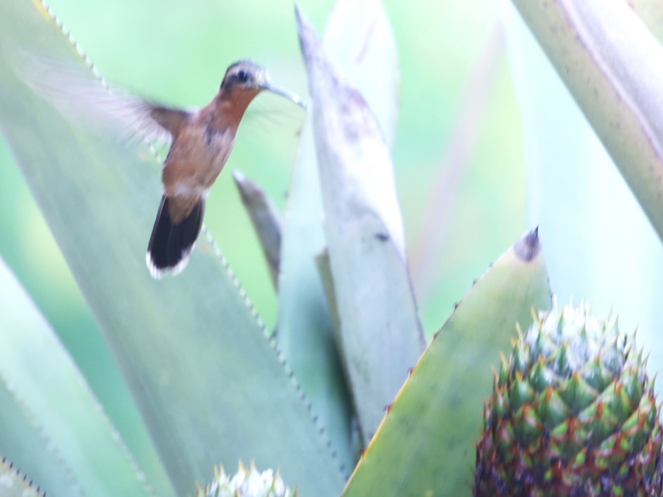 Hook-billed Hermit - ML630859052