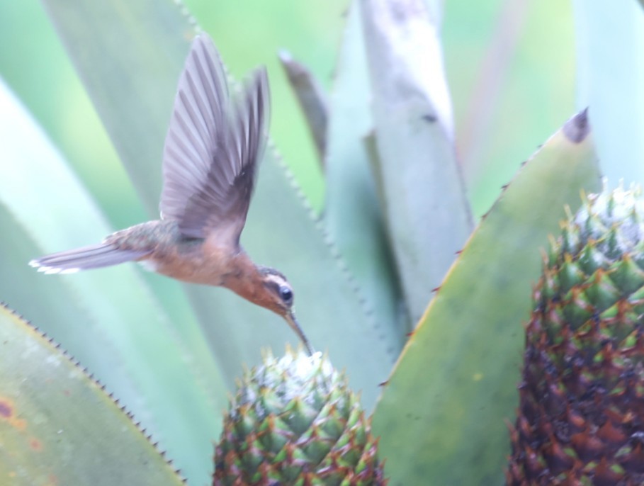 Hook-billed Hermit - ML630859053