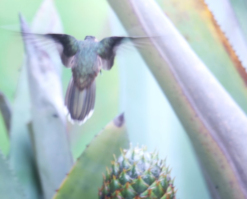 Hook-billed Hermit - ML630859054