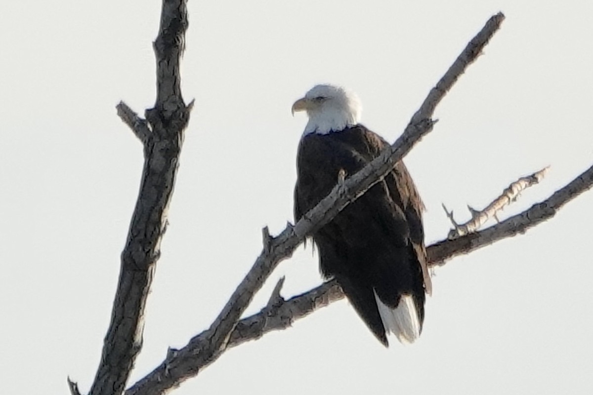 Bald Eagle - ML630859087