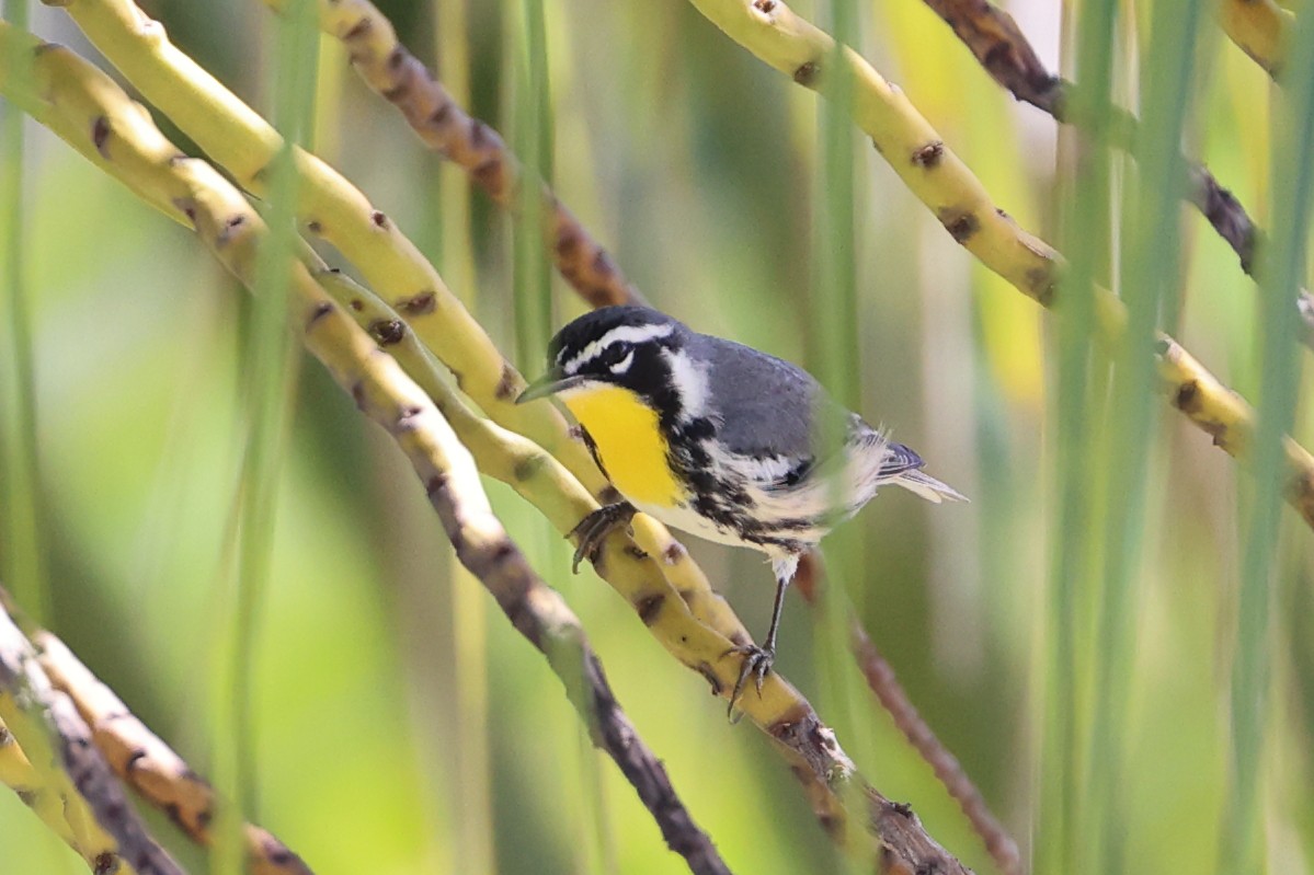 Yellow-throated Warbler - ML630859104