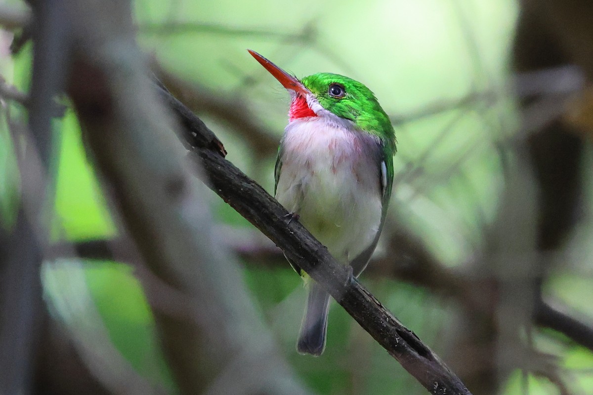 Broad-billed Tody - ML630859312