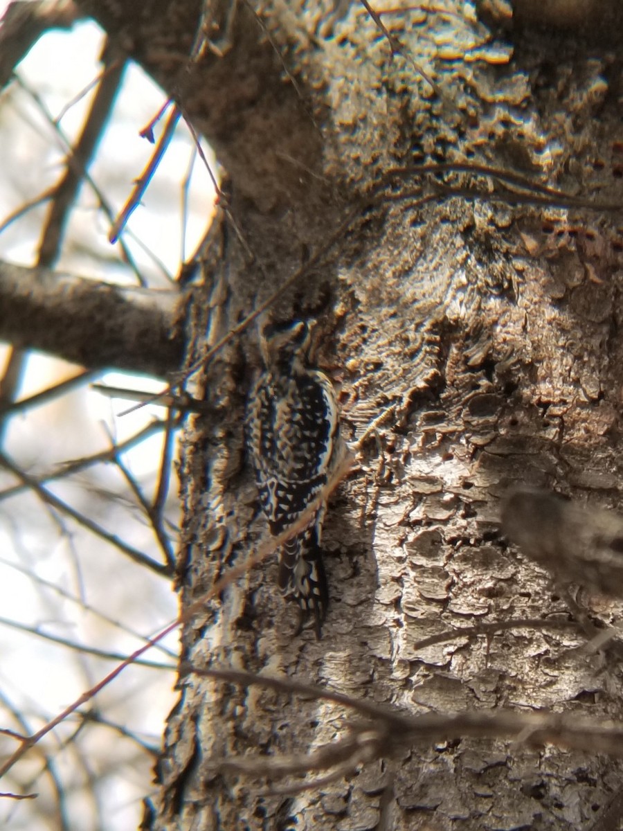 Yellow-bellied Sapsucker - ML630859314