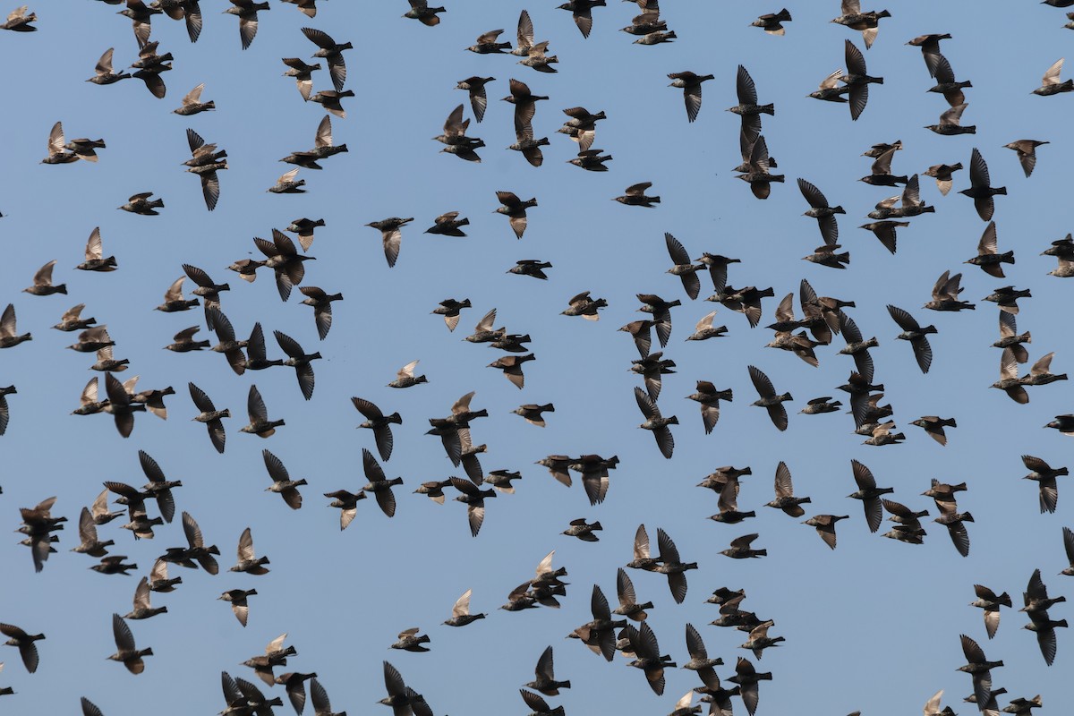 European Starling - Jon Sola