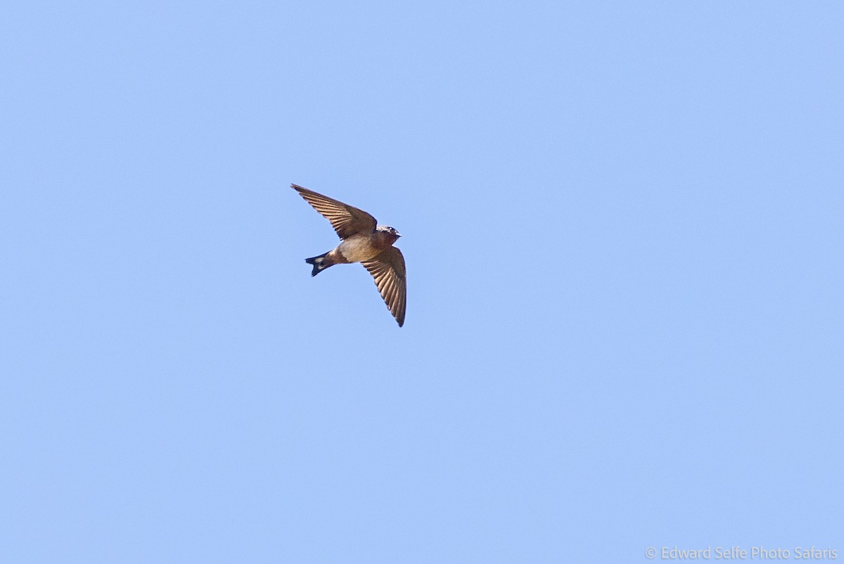 Red-throated Swallow - ML630859539