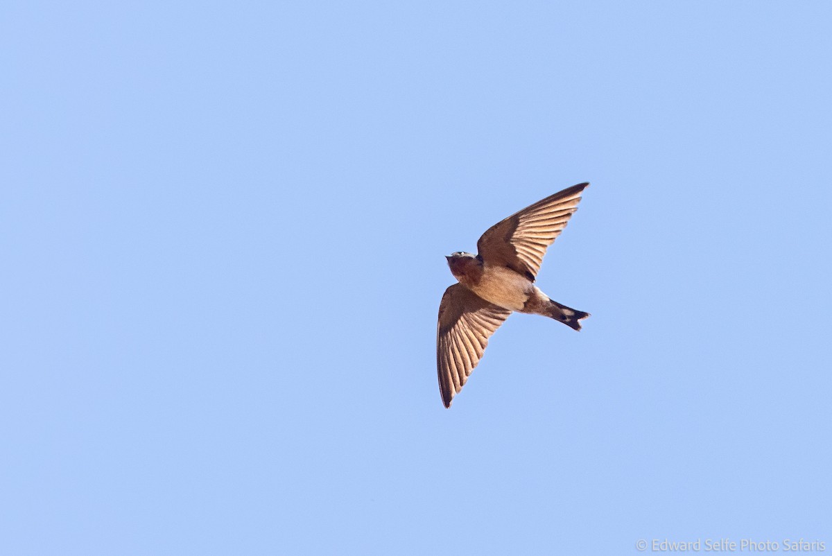 Red-throated Swallow - ML630859540