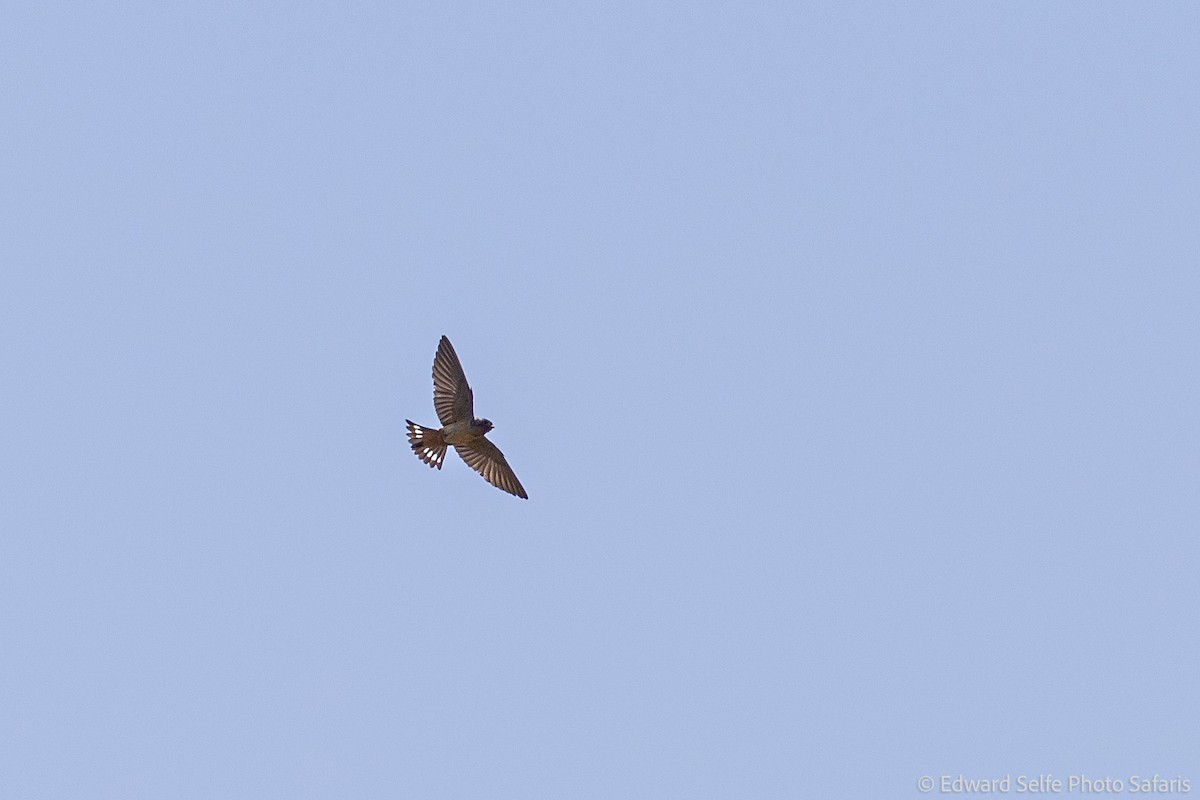 Red-throated Swallow - ML630859541