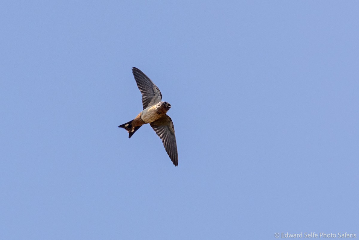 Red-throated Swallow - ML630859542