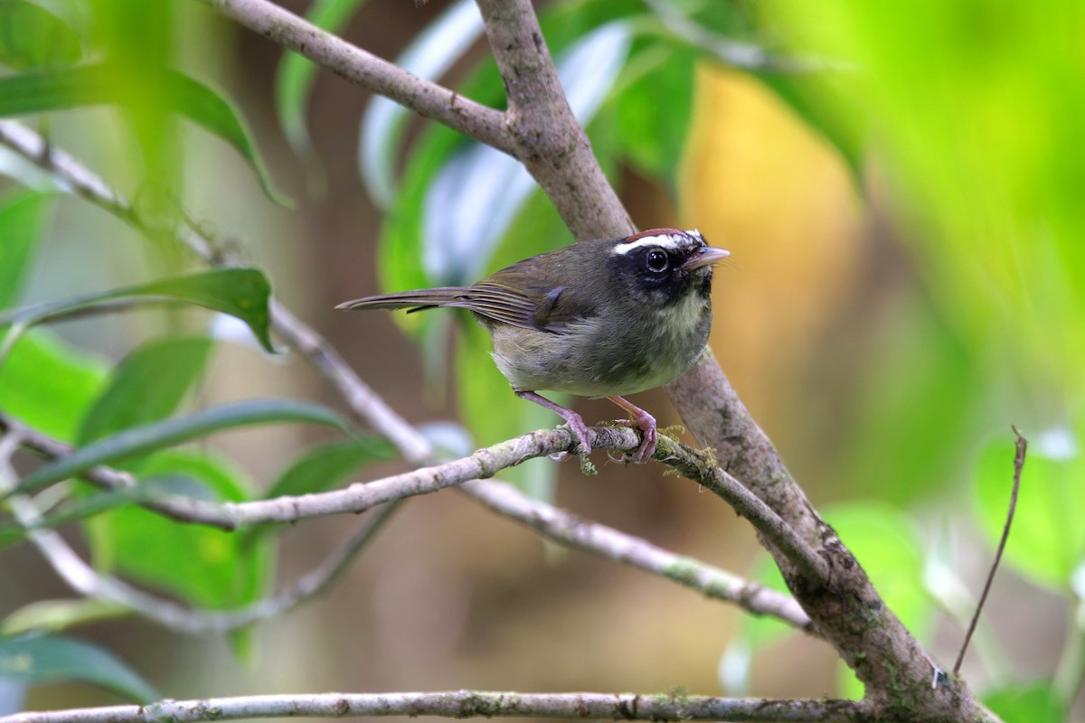 Azuero Warbler (undescribed form) - Charles Davies