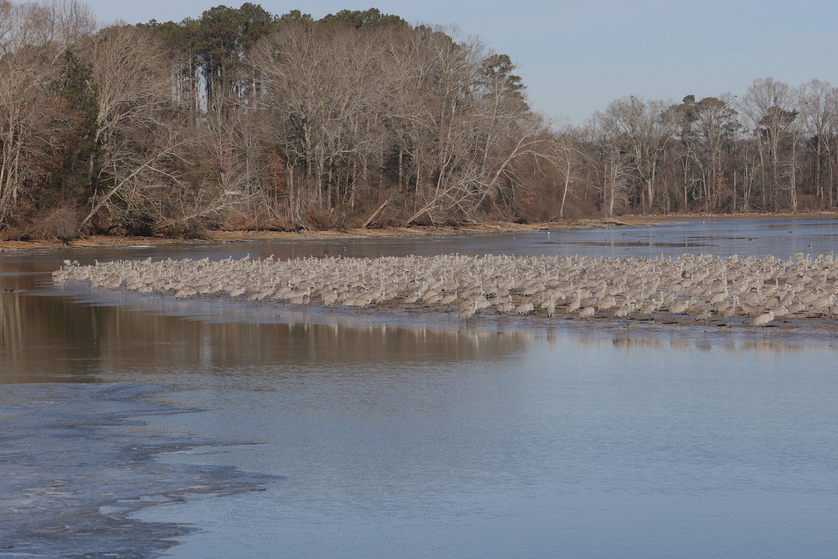 Sandhill Crane - ML630859645