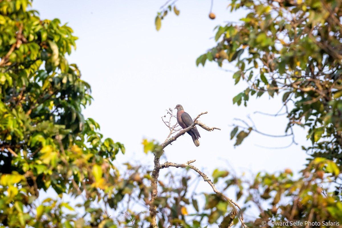 Western Bronze-naped Pigeon - ML630859661
