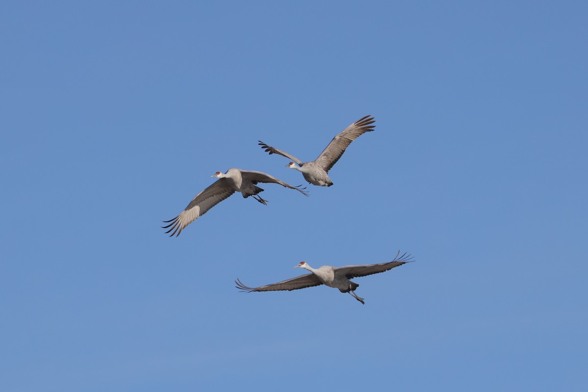 Sandhill Crane - ML630859665