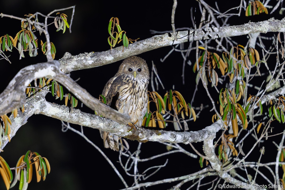 Vermiculated Fishing-Owl - ML630859706