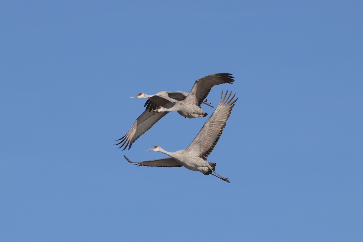 Sandhill Crane - ML630859760
