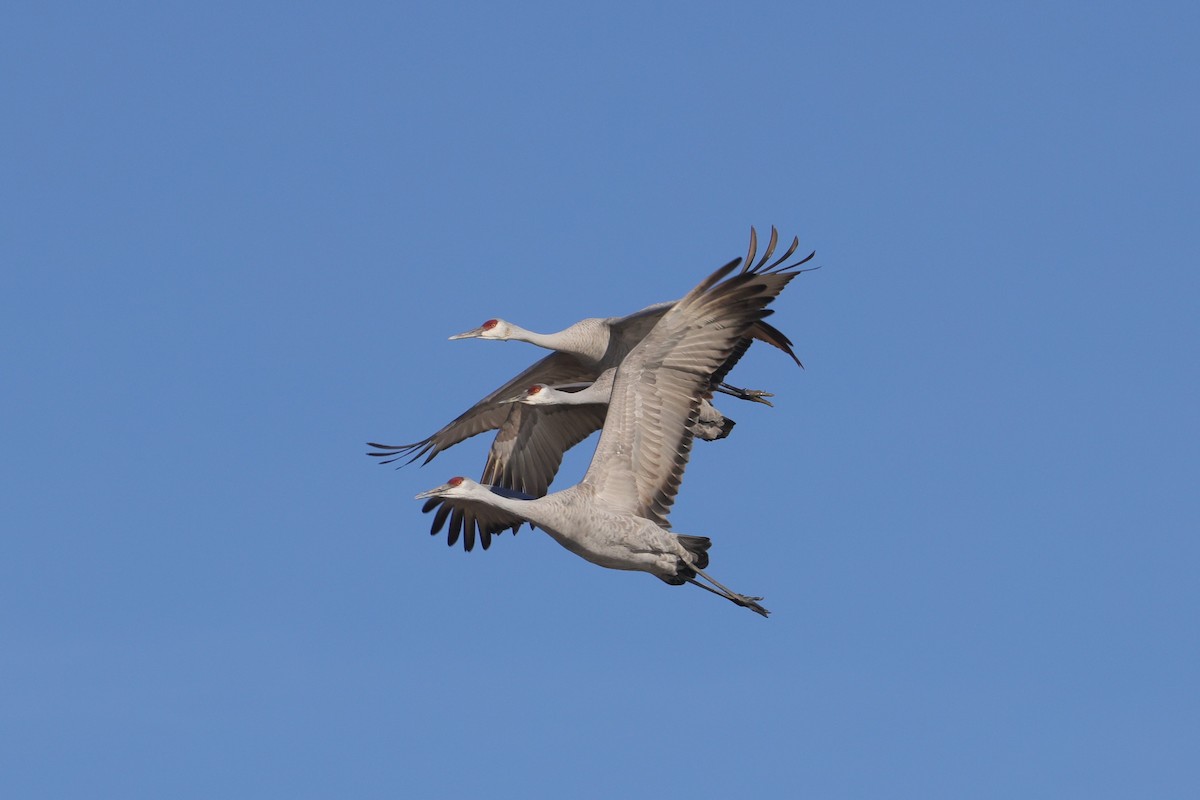Sandhill Crane - ML630859763