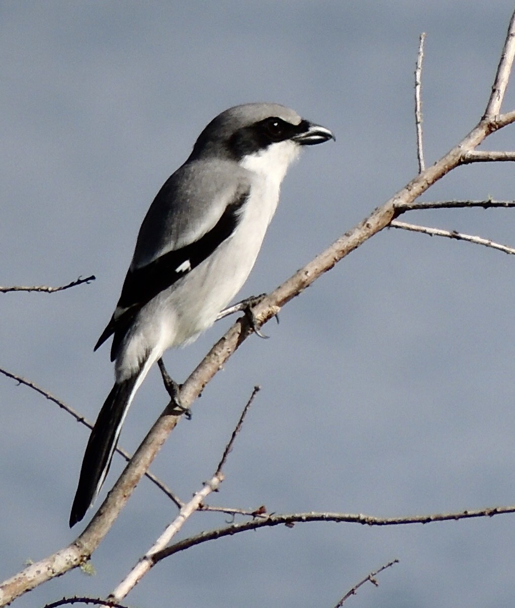 Pie-grièche migratrice - ML630859854